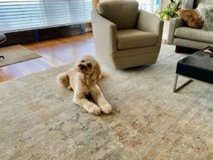 Pet stain and odor removal with Rug Expo in San Diego